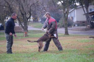 Read more about the article Highland Canine Series, Part 1: Police & Military Dogs